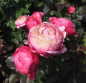 Preview: Edelrose Gartenprinzessin Marie Jose 1